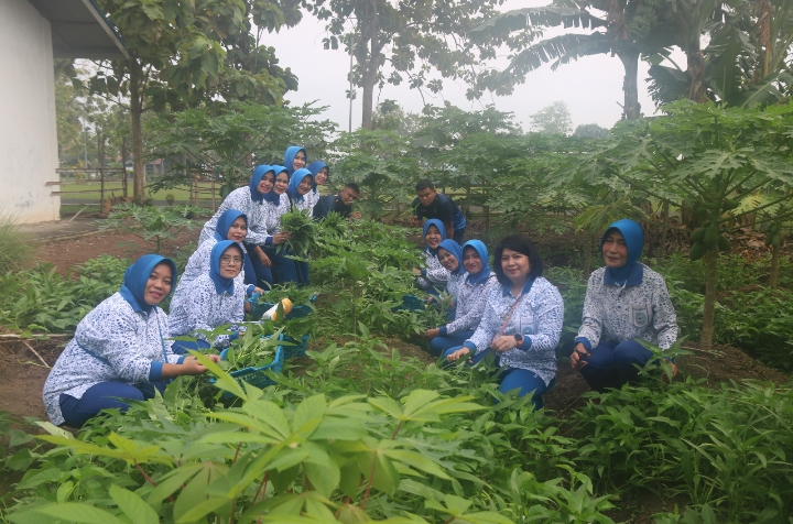 Panen Raya Kangkung di Lahan Ketahanan Pangan Lanal Bengkulu